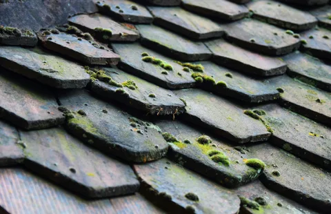 Roof moss